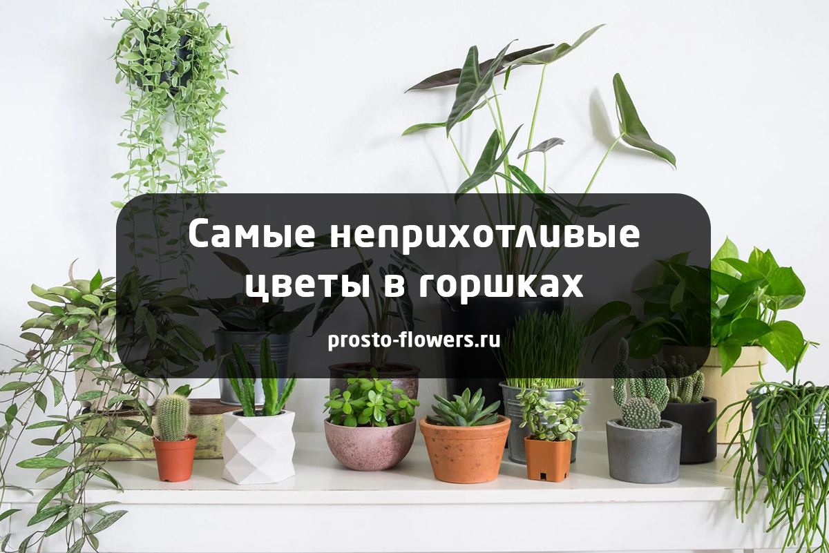 Самые неприхотливые комнатные растения | Цветы в Луганске